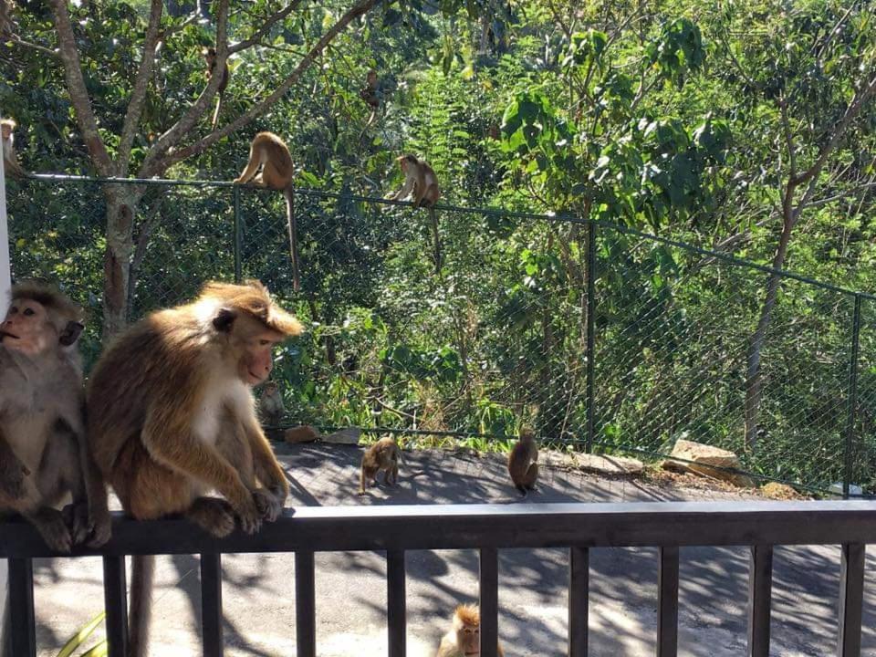The Grand Hills Bed & Breakfast Kandy Bagian luar foto